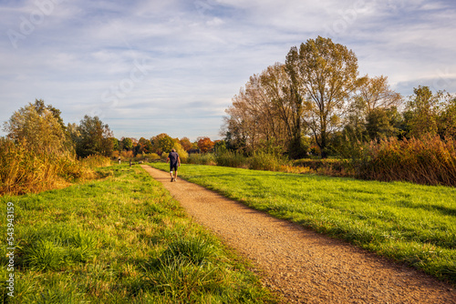 Nature reserve in the autumn season. On the path an elderly man with short sports shorts and a white bandage around his left knee is walking with difficulty due to his handicap.