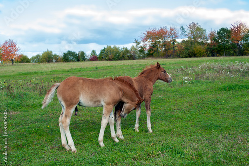 Foals graze and rest in the pasture