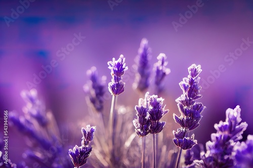 Frost on old lavender flowers in winter selective focus with shallow depth of field photo