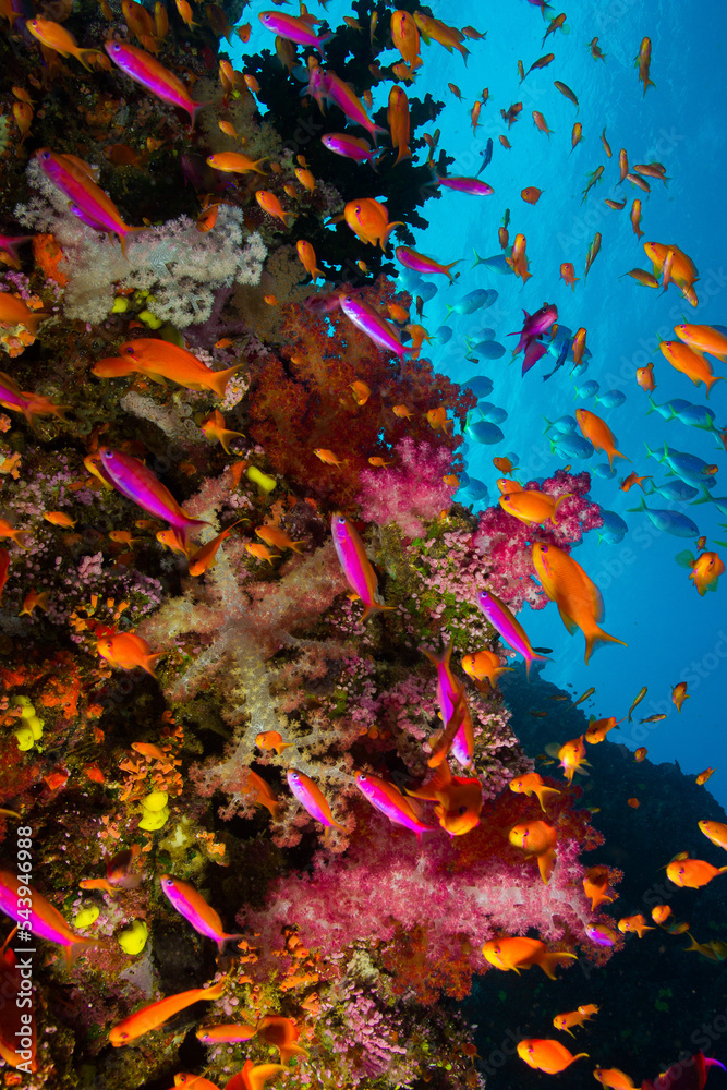 Coral Reefs of Fiji