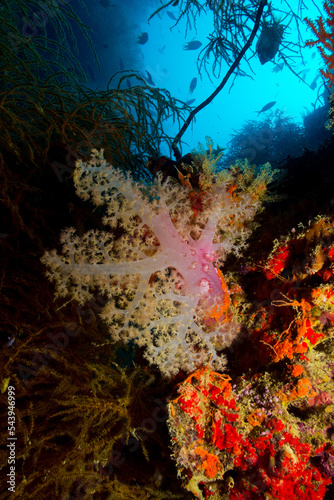 Fototapeta Naklejka Na Ścianę i Meble -  Coral Reefs of Fiji