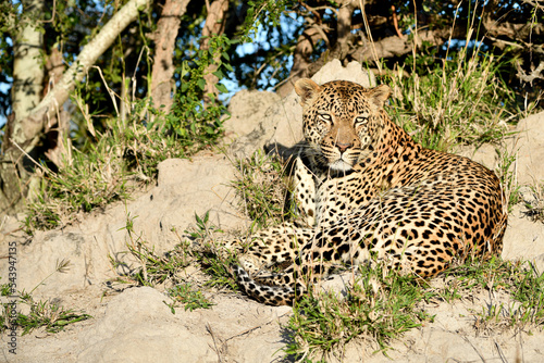 Leopard im Tmbavati und Sabi Sands Game Reserve Südafrikas photo
