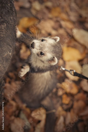 Ferret during trip and walk in autumn park enjoying exploring