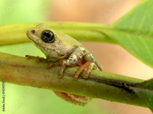 Congo tree frog
