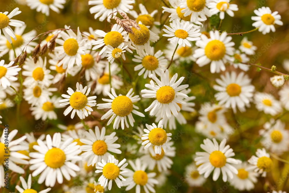 Close-up of a cluster of flowering chamomile, suitable as a natural background texture Close-up of a cluster of flowering chamomile, suitable as a natural background texture