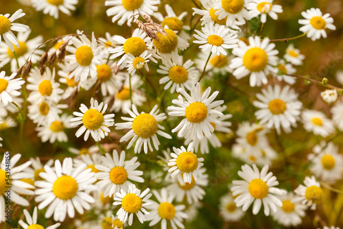 Close-up of a cluster of flowering chamomile  suitable as a natural background texture