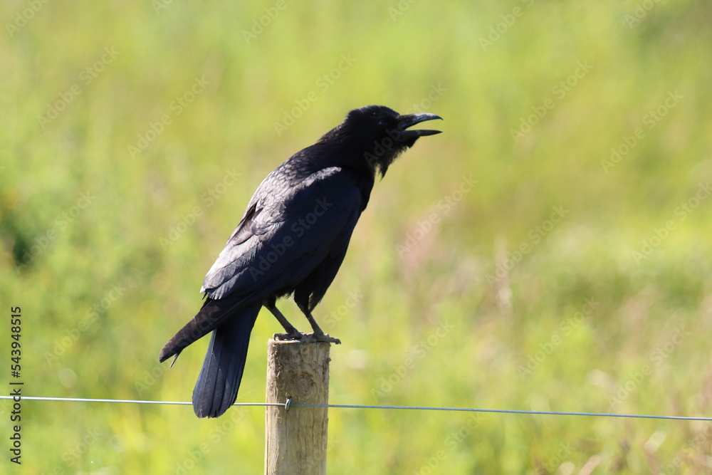 A stunning shot of a Raven with their beak open mid call, this photo was taken at a nature reserve. A stunning shot of a Raven with their beak open mid call, this photo was taken at a nature reserve.