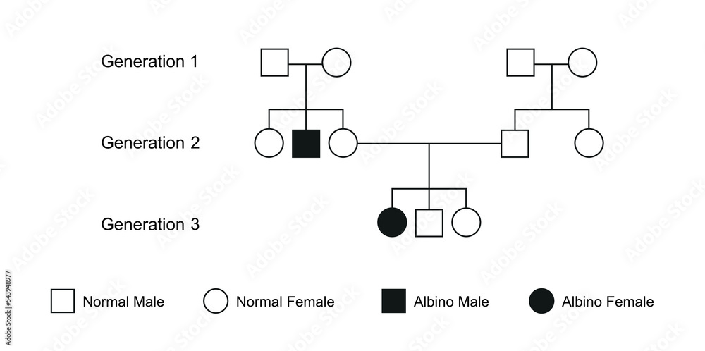 Albinism Syndrome Family Tree Vector Illustration Stock Vector albinism-syndrome-family-tree-vector-illustration-stock-vector