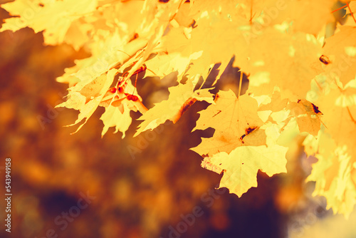 Colorful autumn maple leaves branch natural background. Colorful red and yellow autumn foliage.