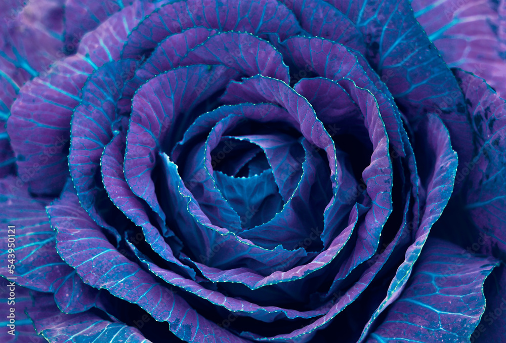 Fototapeta premium a head of green cabbage