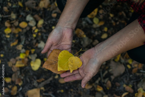 Manos de mujer con hojas de otoño amarillas en el parque