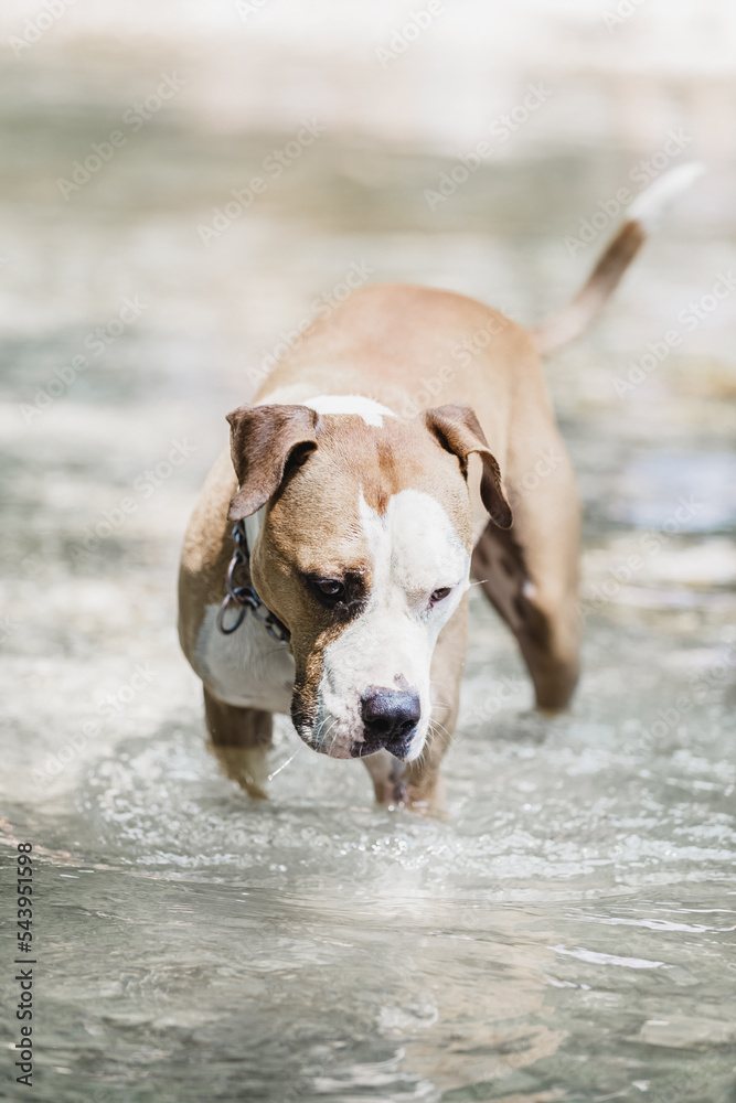 Brown and white American staffordshire terrier dog wearing collar playing in shallow riverbed.