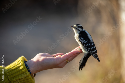 Downy woodpecker eating bird seed out of hand with lime green sweater