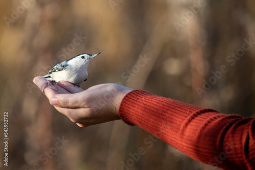 Nuthatch bird eating out of hand with red sweater