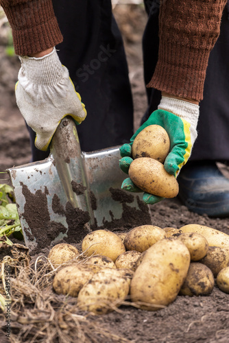 Farmer digging up organic potato in garden close up. Farming, potatoes harvest