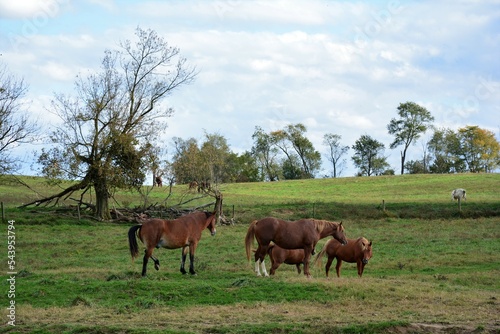 herd of horses © Vito Natale NJ USA