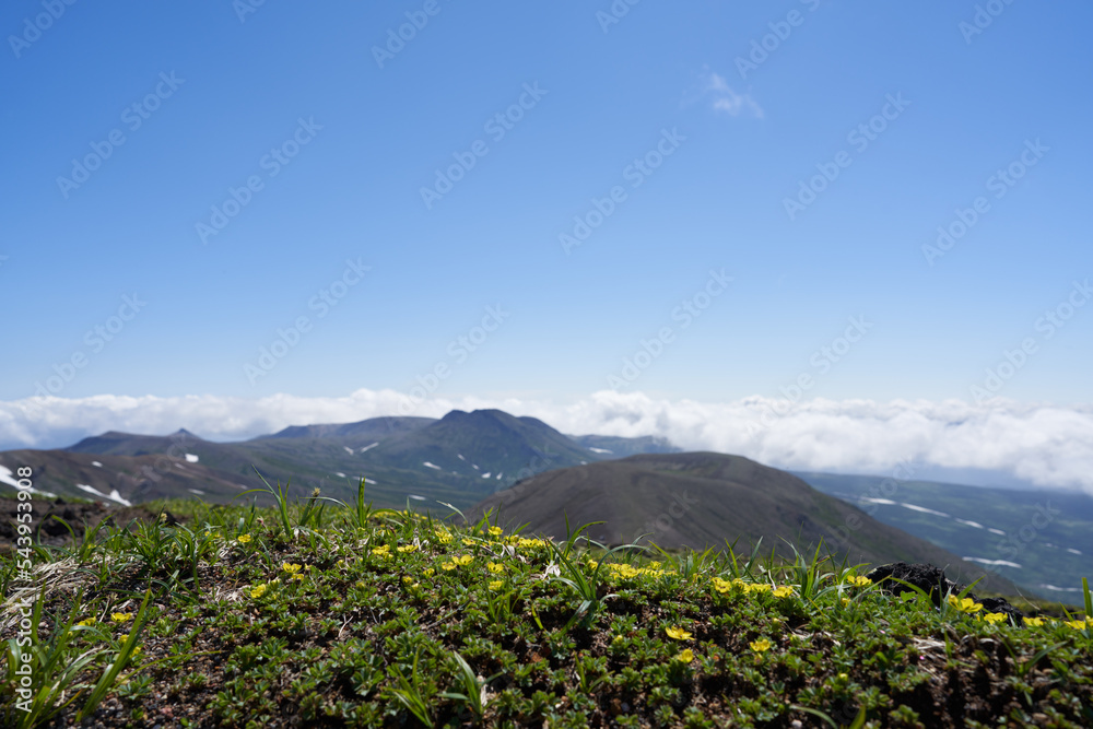 Fototapeta premium Yellow flowers of Potentilla miyabei in full bloom at the summit of Mt. Asahidake