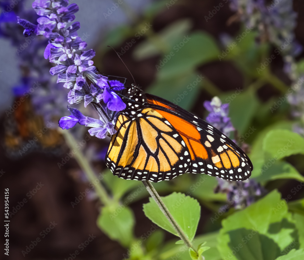Naklejka premium monarch butterfly on flower closeup