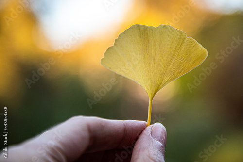Gold ginkgo leaf in hand