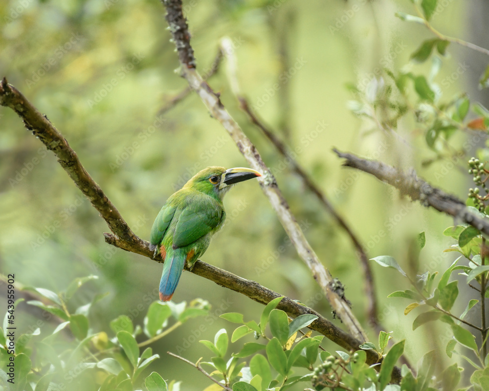 Fototapeta premium Aulacorhynchus Albivitta, Southern Emerald Toucannet perched 