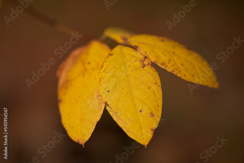 Bright yellow autumn leaves in the woods isolated on a brown background. Yellow leaves isolated on a blurry background in the fall season.