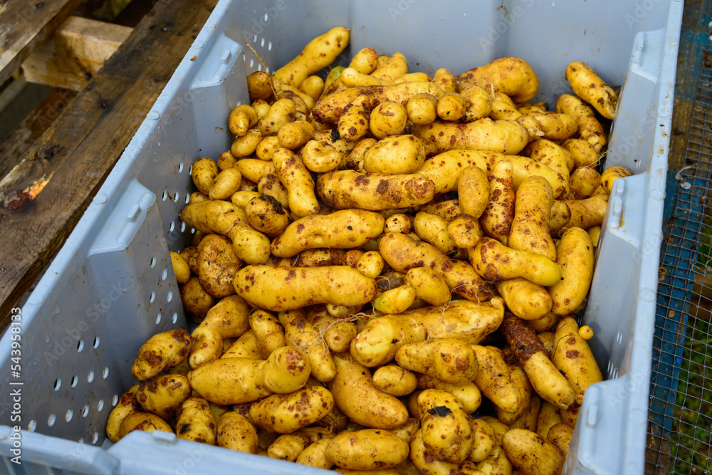 Bulk supply of narrow stubby small white potatoes, fingerlingpotatoes