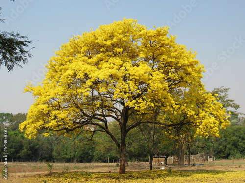 Flowering yellow ipe in a yellow spectacle