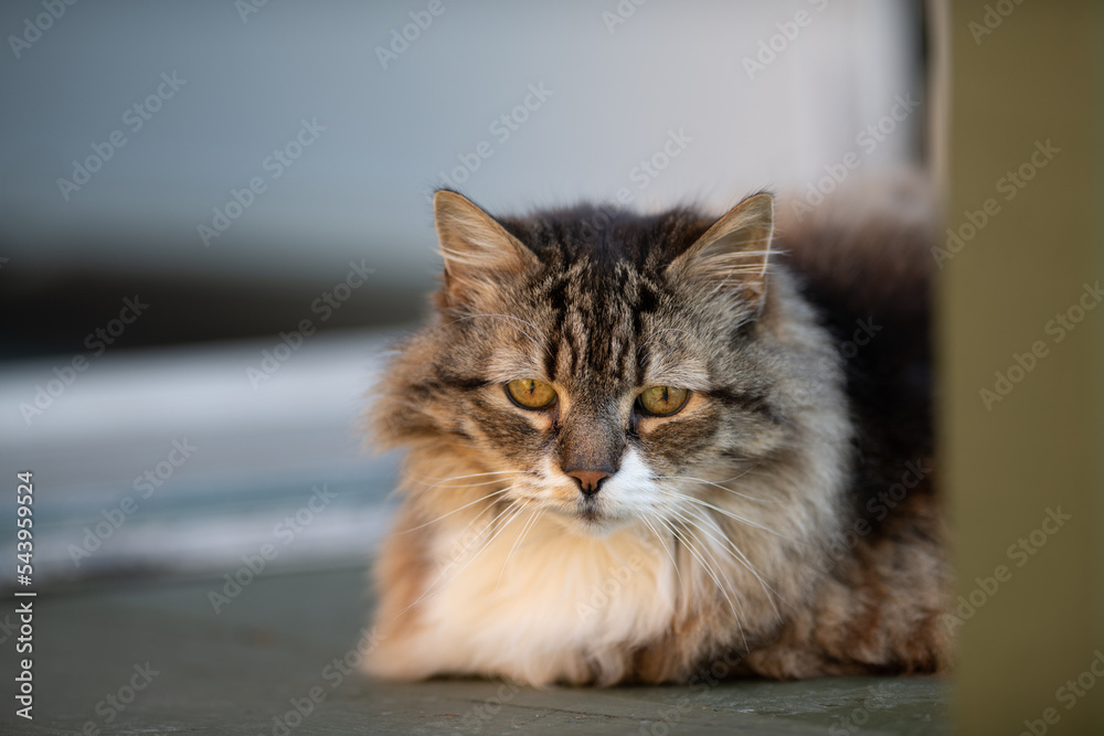 A Maine coon cat, black, brown, and white colored. The verticle pupils are long black slits with orange around them. The feline has a large white patch on its chest. The animal has two pointy ears.