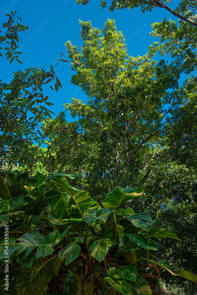 Fototapeta premium Mayan jungle at the Kabah natural