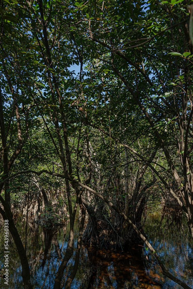 Naklejka premium Mangrove in the mayan jungle of the mexican caribbean