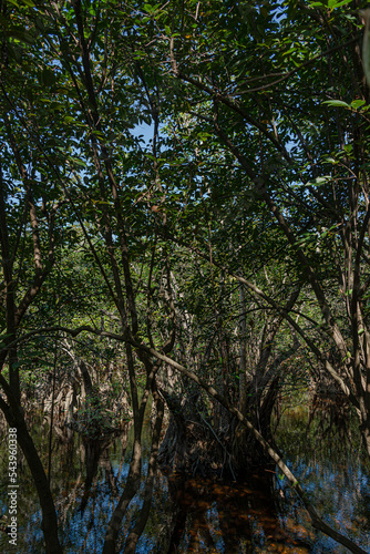 Mangrove in the mayan jungle of the mexican caribbean