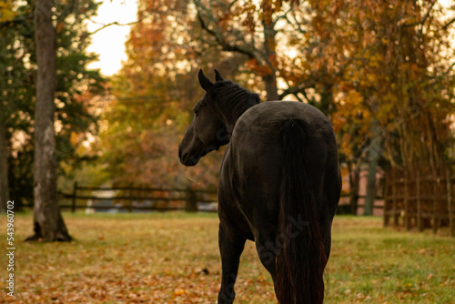 horse in autumn © Lynette