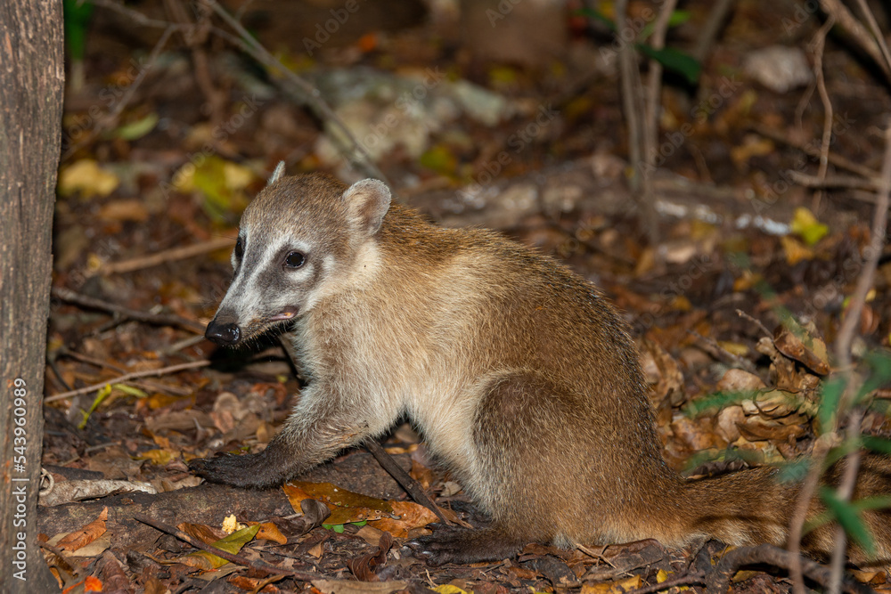 Obraz premium Coati in the mexican jungle of Cancun