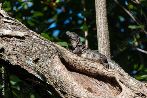 Mexican iguana in the caribbean jungle