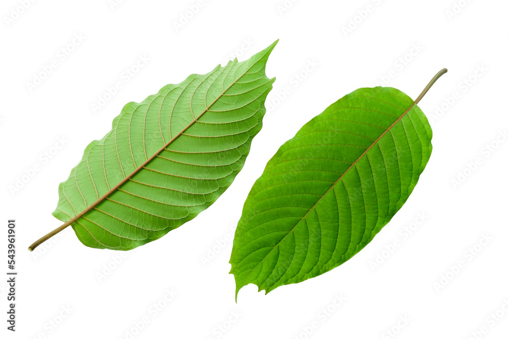 Obraz premium Kratom leaves green leafy plants to have benefits to help reduce fat.