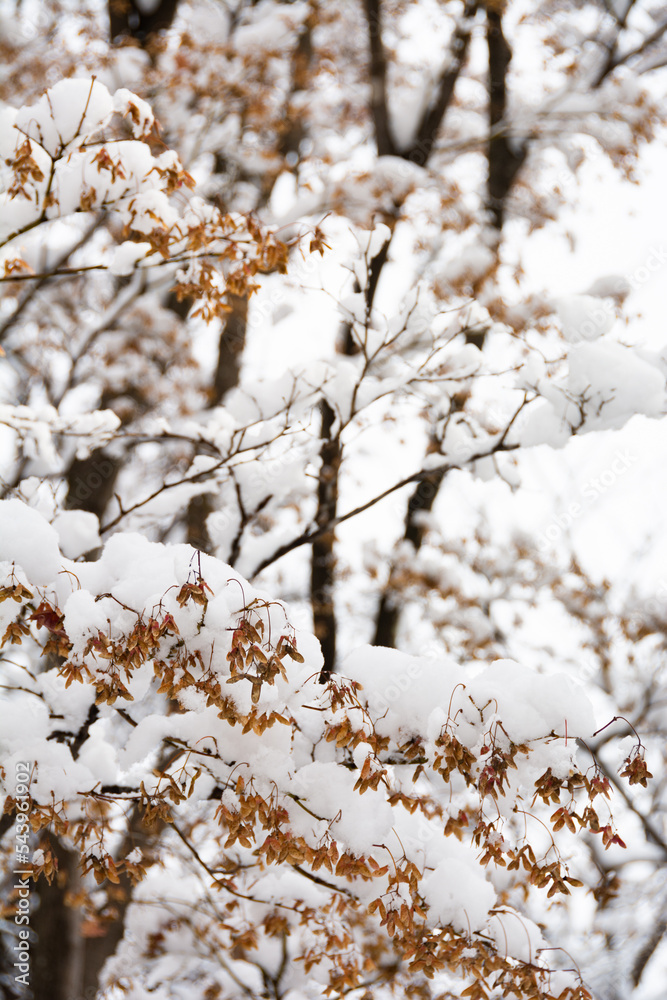 雪がのった初冬のカエデの木
