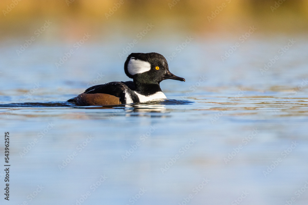 Male Hooded merganser (Lophodytes cucullatus) in autumn Male Hooded merganser (Lophodytes cucullatus) in autumn