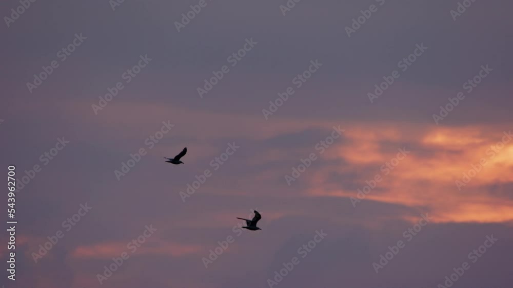 Seagulls Flying In Cloudy Sky At Sunrise Seagulls Flying In Cloudy Sky At Sunrise