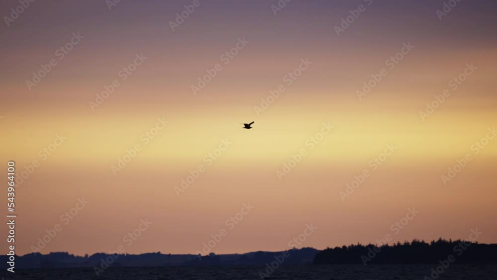 Silhouette Of Seagull Flying Over Sea At Sunrise Silhouette Of Seagull Flying Over Sea At Sunrise