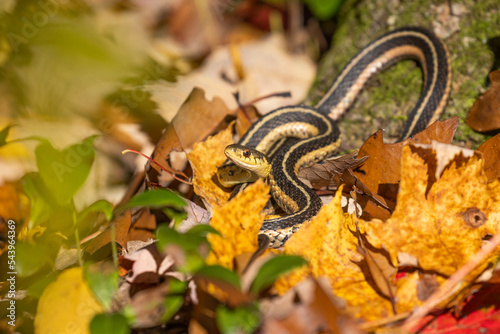  common garter snake (Thamnophis sirtalis) in autumn leaves photo