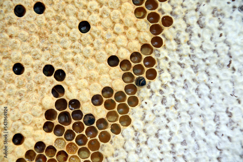 Cadre abeilles miel photo