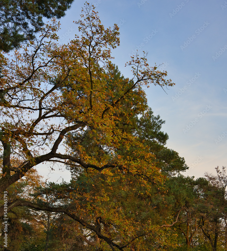 autumn tree with colorfull leaves on the blue sky