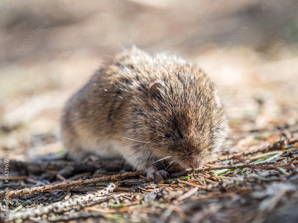 A closeup of a Common vole, Microtus arvalis, on the ground with a blurry background A closeup of a Common vole, Microtus arvalis, on the ground with a blurry background