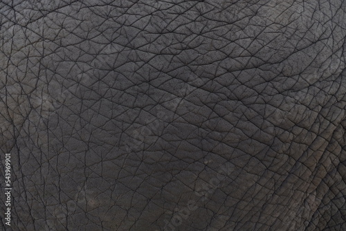 Close up of elephants Skin texture