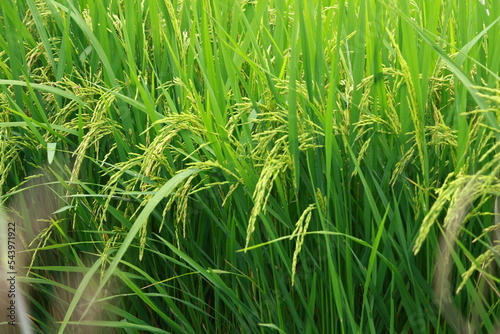 Young rice field. Beautiful Buddha image. Taken near the ears of rice