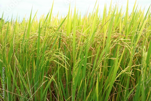 A rice field at a beautiful sunrise close up photo showing the ears of rice