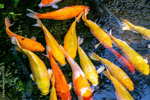 Japanese koi carp fish, a beautiful medium-sized colourful asian fishes swimming in clear freshwater pond background.