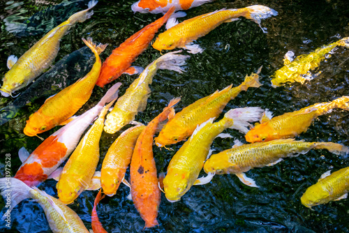 Japanese koi carp fish, a beautiful medium-sized colourful asian fishes swimming in clear freshwater pond background.