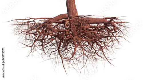 tree roots, isolated on white background