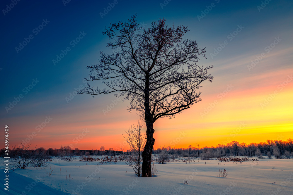 Winter landscape with forest, trees covered snow and sunrise. Winter morning of a new day. Winter landscape with forest, trees covered snow and sunrise. Winter morning of a new day.